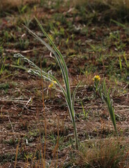 Hypoxis rigidula