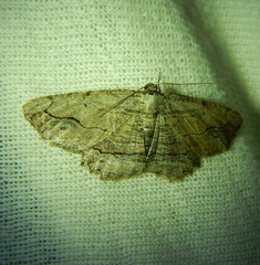 Menophra abruptaria