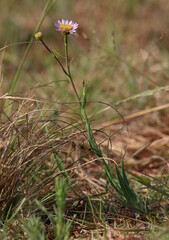 Afroaster serrulatus