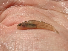 Rhinogobius candidianus