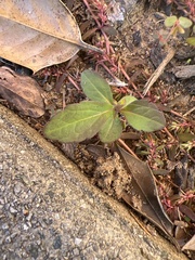 Rudbeckia laciniata