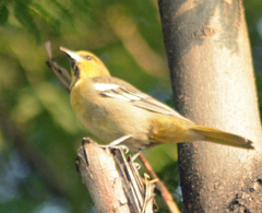 Icterus abeillei