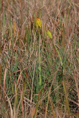Kniphofia ensifolia