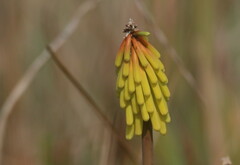 Kniphofia ensifolia