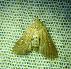 Parapoynx stratiotata