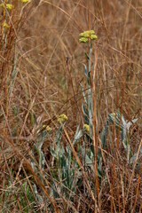Helichrysum cephaloideum