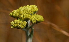 Helichrysum cephaloideum