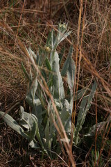 Helichrysum cephaloideum