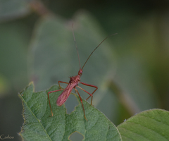 Rocconota tuberculigera