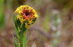 Lasiosiphon kraussianus