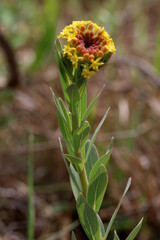 Lasiosiphon kraussianus