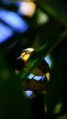 Todirostrum poliocephalum