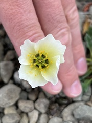 Papaver radicatum