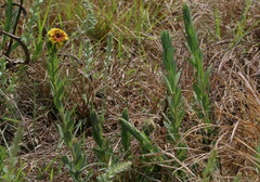 Lasiosiphon kraussianus