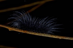 Apistosia judas
