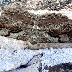 Cymatophora approximaria