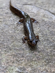 Desmognathus fuscus