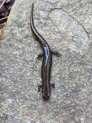 Desmognathus fuscus
