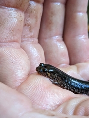 Desmognathus fuscus