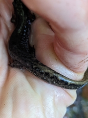 Desmognathus fuscus