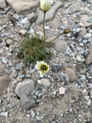 Papaver radicatum