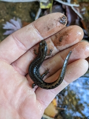Desmognathus fuscus