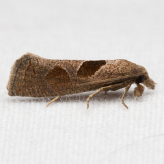 Pelochrista dorsisignatana