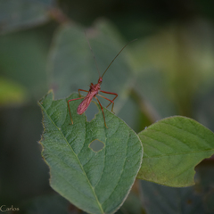 Rocconota tuberculigera