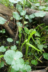 Lilaeopsis carolinensis