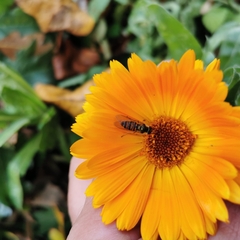 Episyrphus balteatus