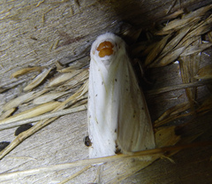 Spilosoma lubricipeda