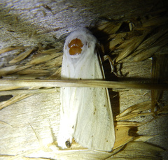 Spilosoma lubricipeda