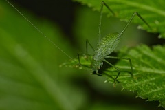 Anaulacomerina