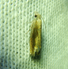 Eucosma conterminana