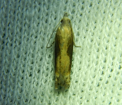 Eucosma conterminana