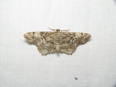 Hypagyrtis