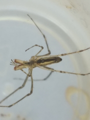 Tetragnatha bogotensis