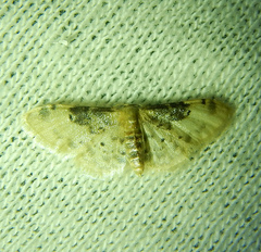 Idaea filicata