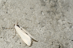 Glaphyriinae
