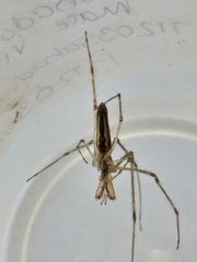 Tetragnatha bogotensis