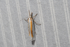 Crambus girardellus
