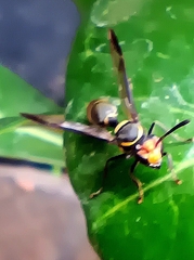 Polybia erythrothorax