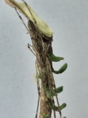 Tetragnatha bogotensis