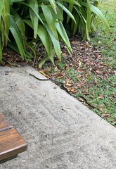 Dendrelaphis punctulatus