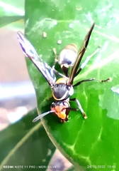 Polybia erythrothorax