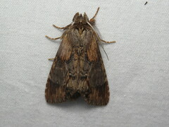 Dasylophia thyatiroides