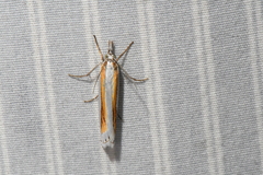 Crambus girardellus