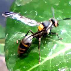 Polybia erythrothorax