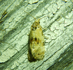 Cochylina