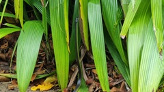 Dendrelaphis punctulatus